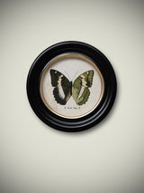 Lámina Decorativa 'Mariposa E. Duda Stgr.'