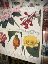 Papel Poster & Wrap 'Botanist' - Cavallini & Co