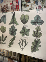 Papel Poster & Wrap 'Botany Leaves' - Cavallini & Co