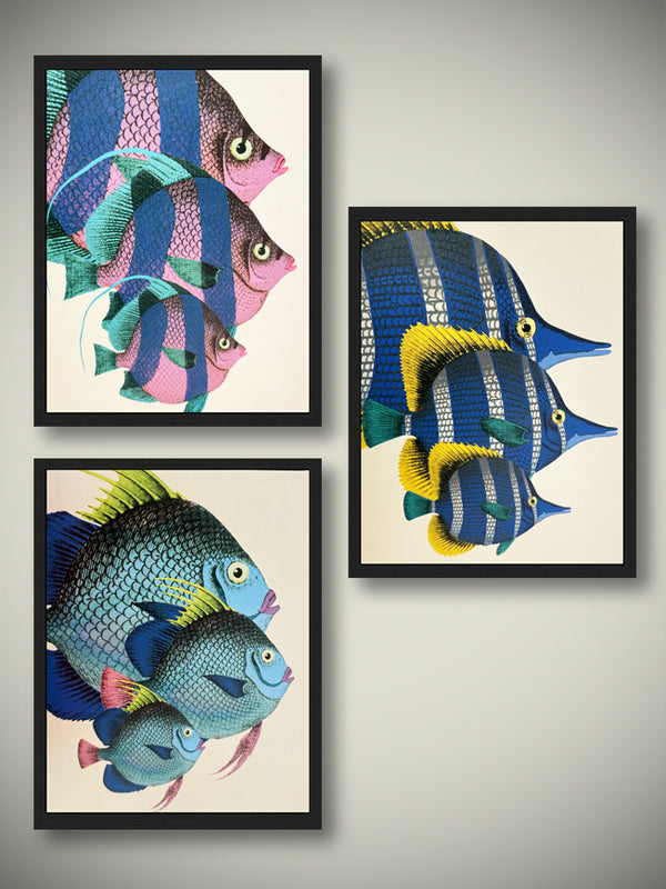 Decorative Framed Prints 'Fish' - 40X50 cm
