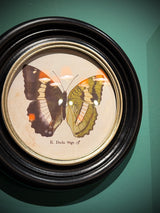 Lámina Decorativa 'Mariposa E. Duda Stgr.'