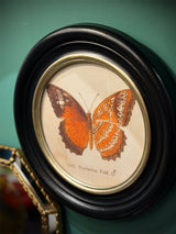 Lámina Decorativa 'Mariposa Ceth. Nicobarica Feld.'