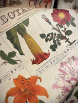 Papel Poster & Wrap 'Botanist' - Cavallini & Co