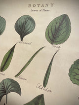 Papel Poster & Wrap 'Botany Leaves' - Cavallini & Co