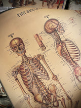 Papel Poster & Wrap 'Skeleton' - Cavallini & Co