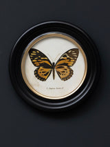 Lámina Decorativa 'Mariposa P. Zagreus Doubl.'