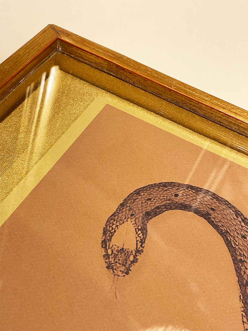 Decorative Picture 'Snake' In Vitrine Frame