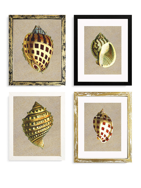 Decorative Art Prints 'Natural Shells'