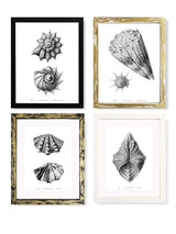 Decorative Art Prints 'Natural Shells on White'