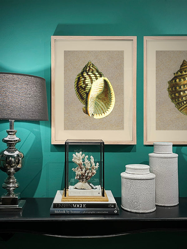 Decorative Art Prints 'Natural Shells'
