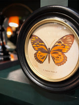 Lámina Decorativa 'Mariposa P. Zagreus Doubl.'
