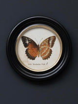 Lámina Decorativa 'Mariposa Ceth. Nicobarica Feld.'