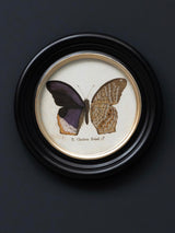 Lámina Decorativa 'Mariposa T. Clarissa Boisd.'