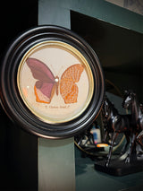 Lámina Decorativa 'Mariposa T. Clarissa Boisd.'