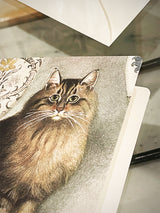 maine-coon-cat-illustrated-greeting-card