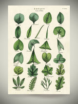 Papel Poster & Wrap 'Botany Leaves' - Cavallini & Co