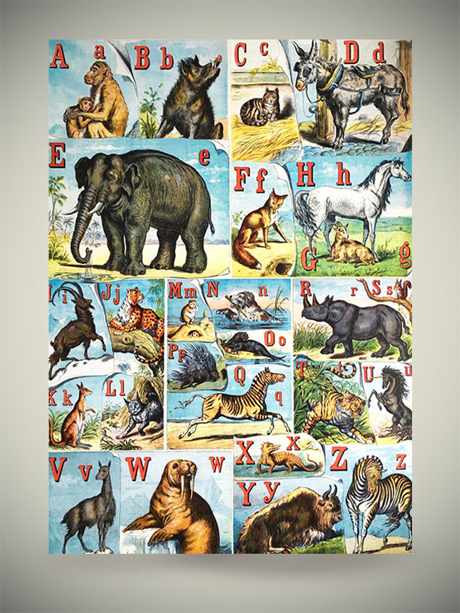 Wrapping Paper 'The Alphabet of Animals' - 70x50 cm