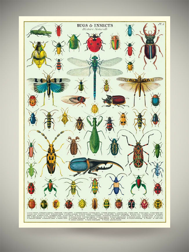 Comprar Papeles Póster 'Bugs & Insects' de Cavallini | Tartan & Zebra