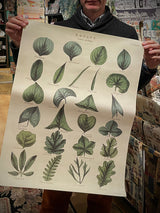 Papel Poster & Wrap 'Botany Leaves' - Cavallini & Co