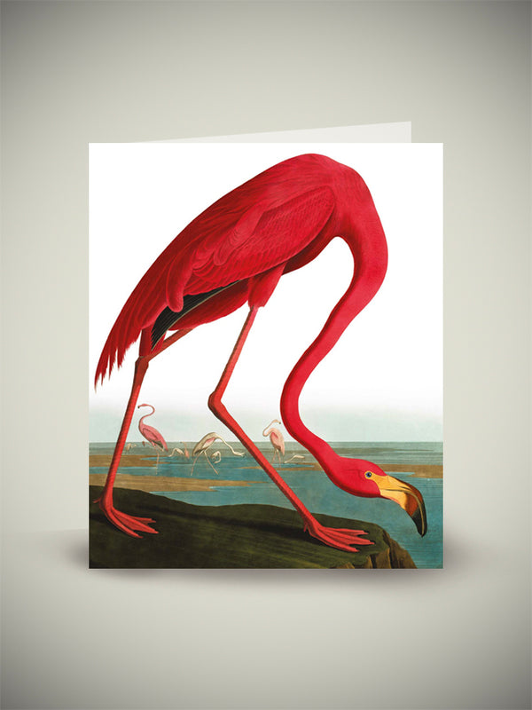 tarjeta-greater-flamingo-audubon-natural-history-museum