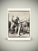 Postal 'Dovima with Elephants' - Richard Avedon, 1955
