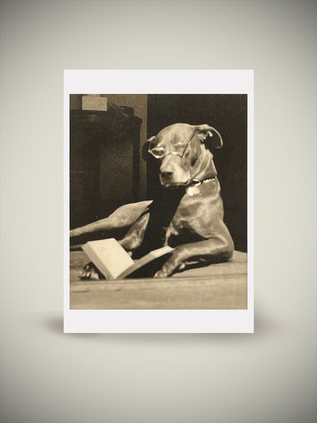Postal 'Dog Reading' - Autor Desconocido, c. 1925