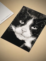 Postal 'Cat' - Walter Schels 1992