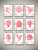 Decorative Prints 'Red Corals and Algae'
