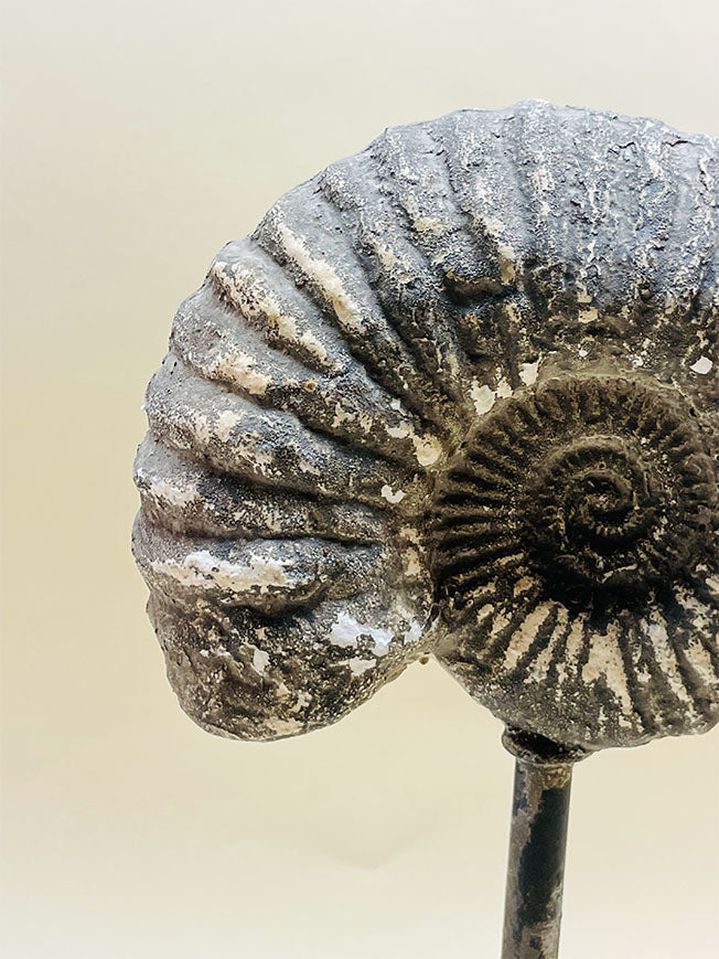 Decorative Replica 'Sea Shell' on Pedestal