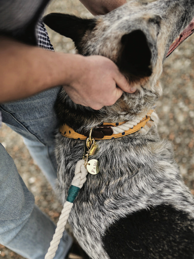 Dog Collar 'Natural' - Large