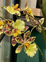 Orchid in Glass Vase 'Oncidium' - Yellow