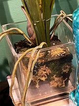 Orchid in Glass Vase 'Oncidium' - Yellow
