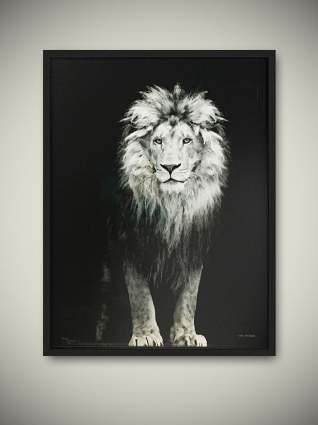 Framed Print 'Lion' - 50x70 cm