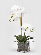 Orquídea Blanca en Jarrón de Cristal 'Phalaenopsis'
