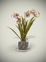 Orchid in Glass Vase 'Oncidium' - Pink