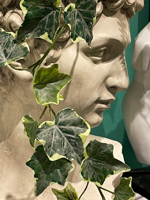 Decorative Ivy 'Hedera Bell'