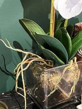 White Orchid in Glass Vase 'Phalaenopsis'