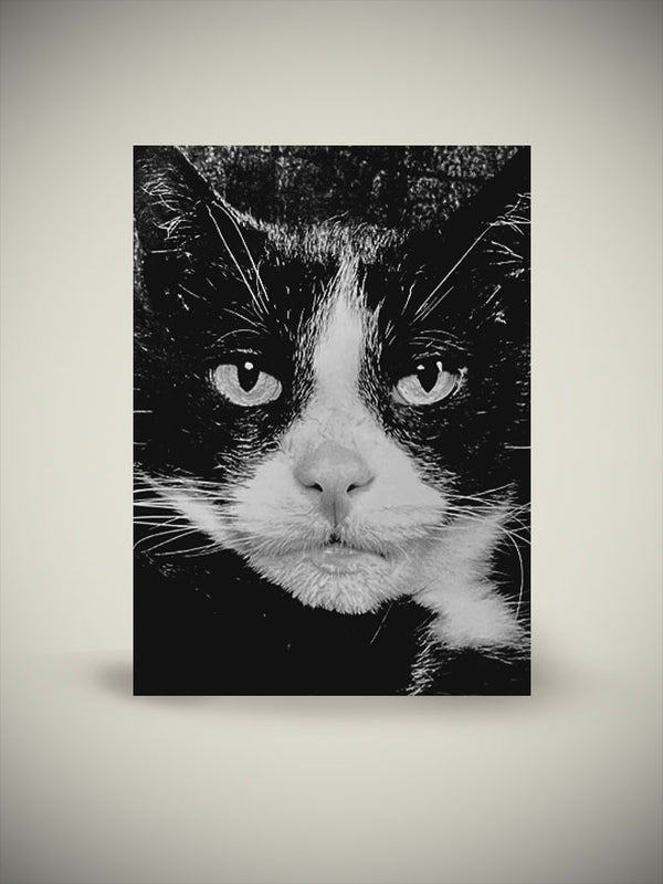 Postcard 'Cat' - Walter Schels 1992