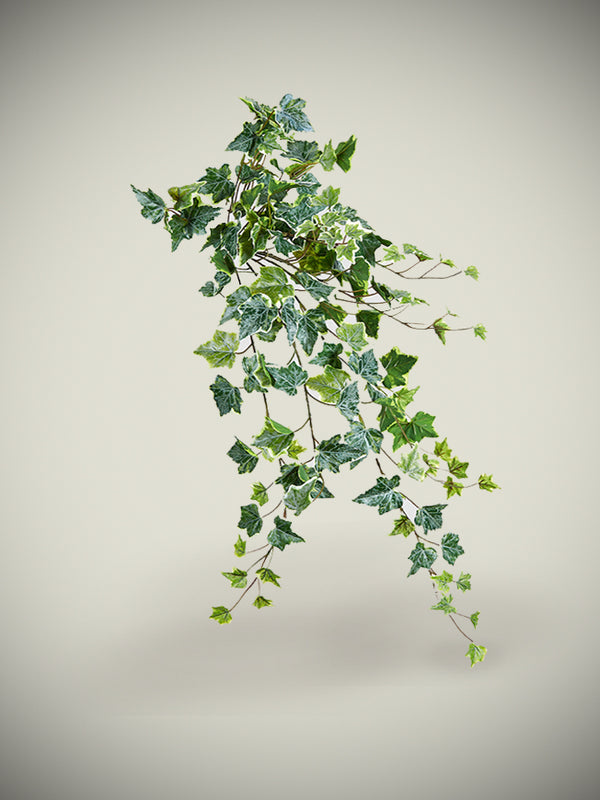 Decorative Ivy 'Hedera Bell'