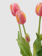 Bouquet of 5 Pink and Yellow Tulips 'Verouska'
