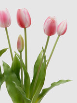Bouquet of 5 Pink and White Tulips 'Brigitte'