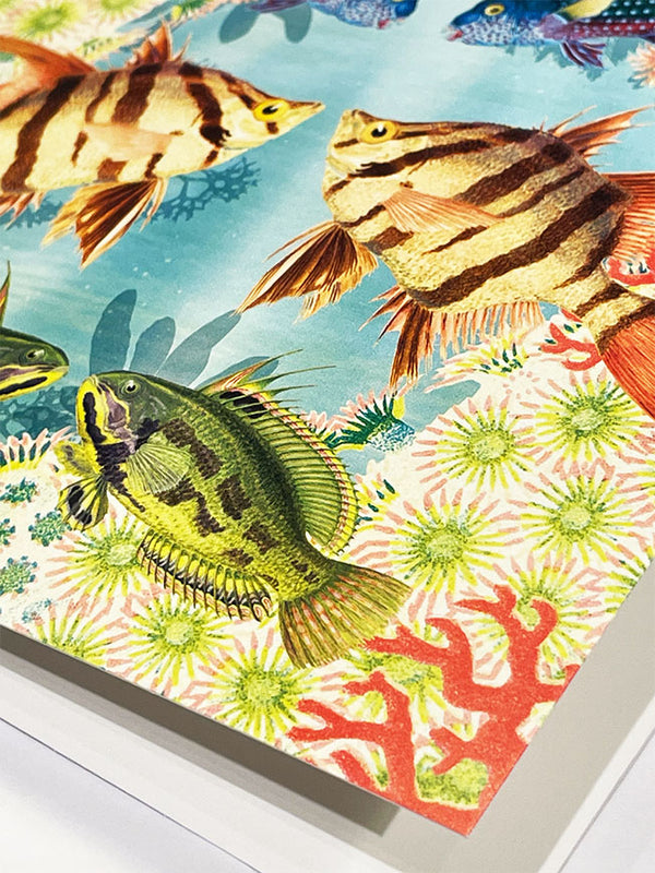 Greeting Card 'Pearl Wrasse, Old Wife and Rainbow Cale' - Natural History Museum