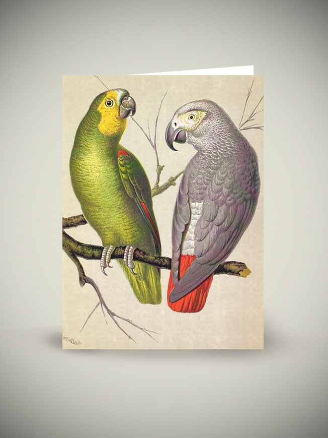 Greeting Card 'Amazon and Green Parrots'- British Library