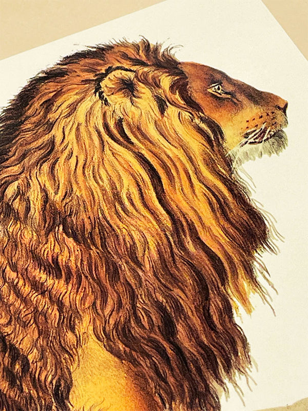 Tarjeta 'A Barbary Lion' - British Library