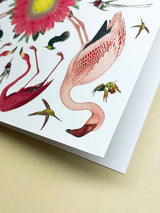 Greeting Card 'Greater Flamingo' - Natural History Museum