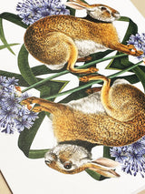 Greeting Card 'European Brown Hare' - Natural History Museum