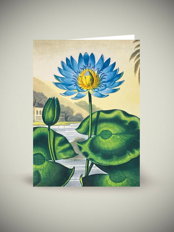 Greeting Card 'The Blue Egyptian Water Lily' - British Library