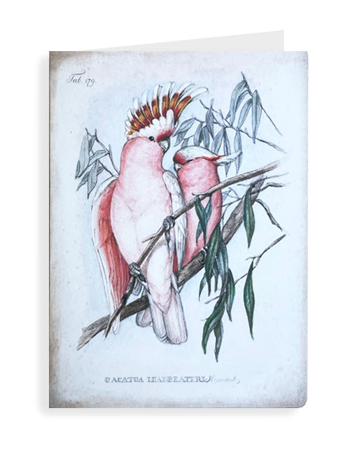 Greeting Card 'Pink Cockatoos'