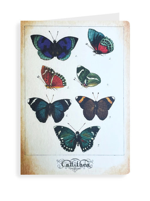 Greeting Card 'Collection of Butterflies'