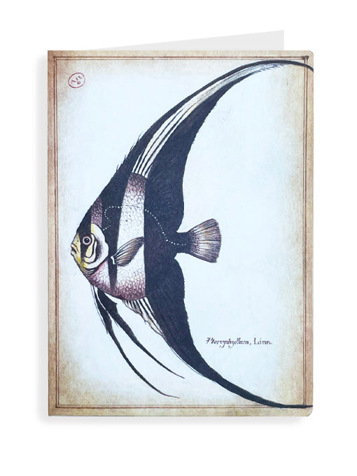 Tarjeta 'Pez Angelfish'